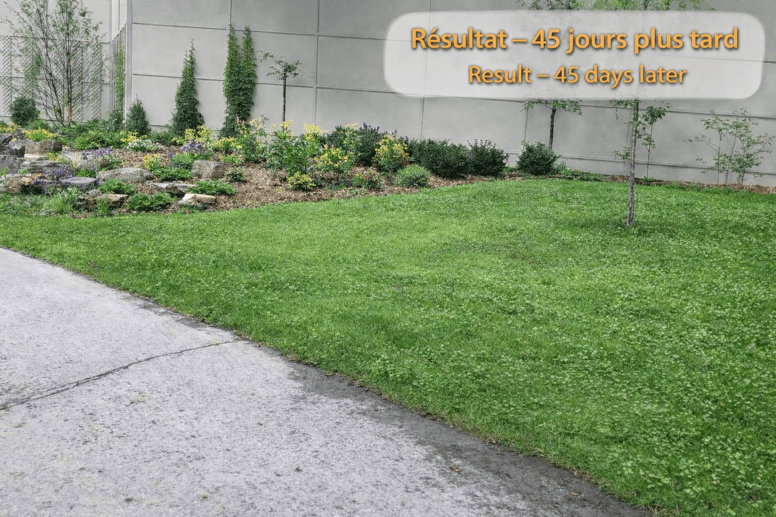 Évolution d'un projet d'ensemencement hydraulique (hydroseeding) à Cantley en Outaouais – avant et 45 jours après germination