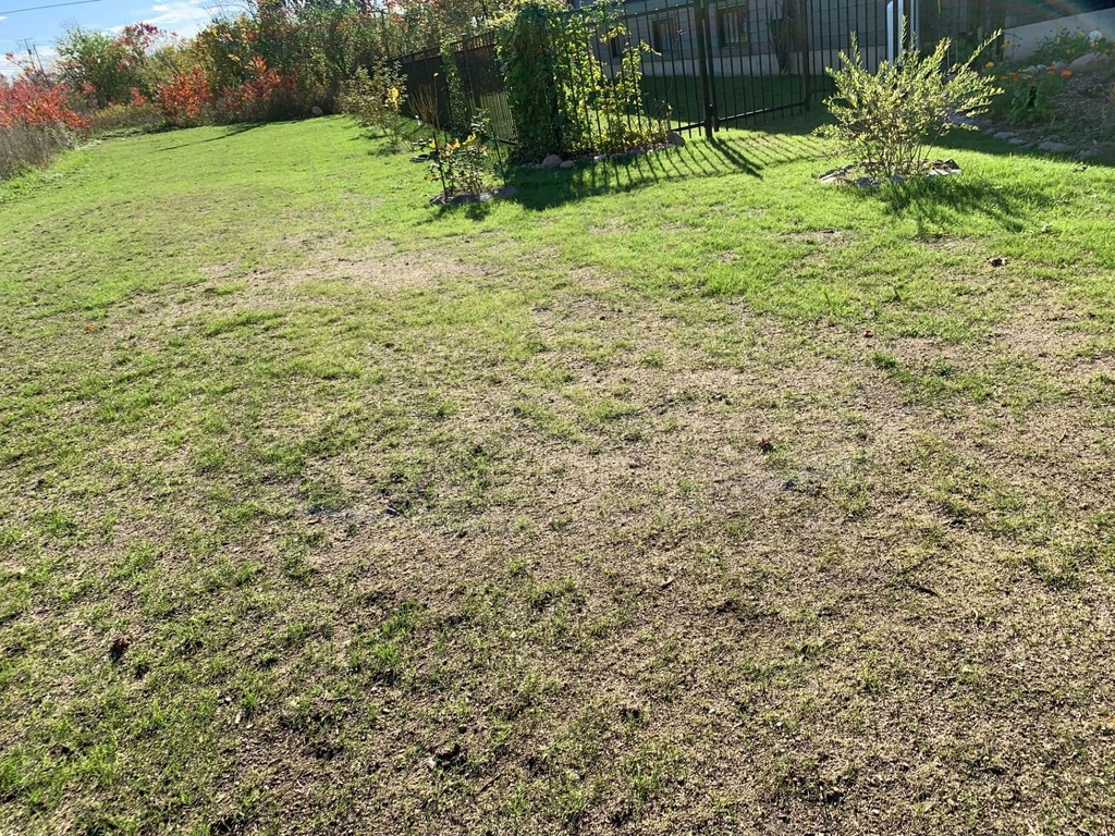 Problème pelouse sèche sol sableux Ange-Gardien Gatineau
