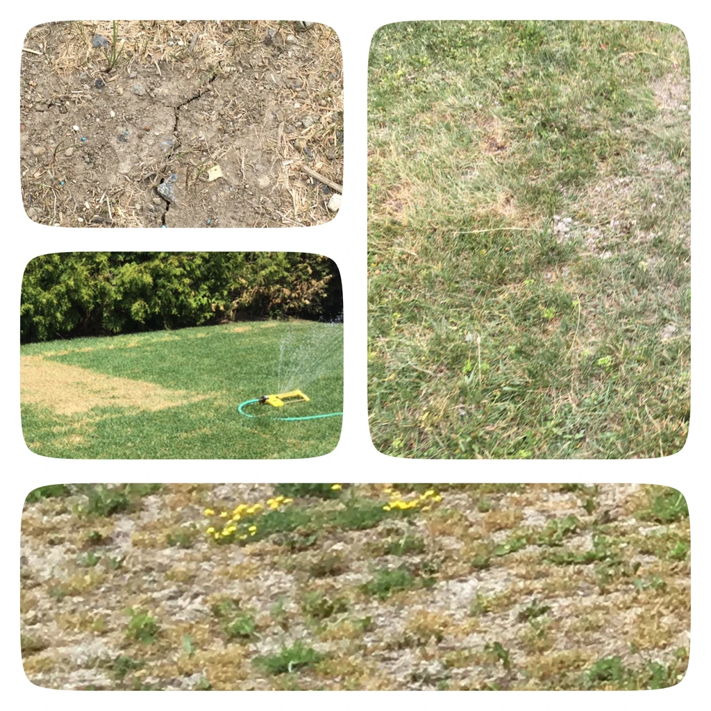 Sol argileux Aylmer structure sol pelouse Gatineau