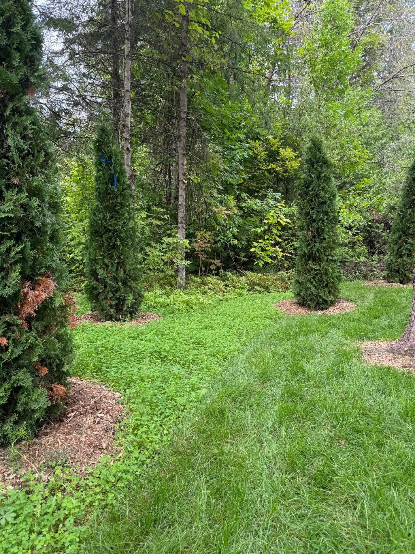 Plantation terrain rocheux boisé Chelsea