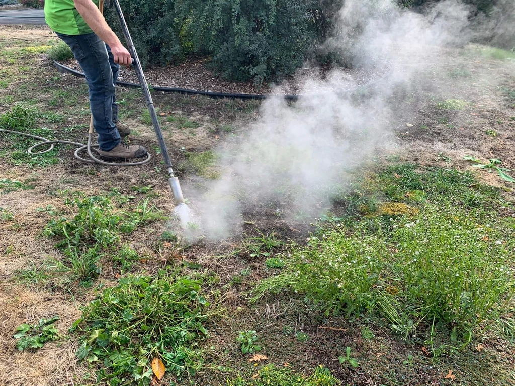 Désherbage à l'eau chaude dans une plate-bande à Gatineau