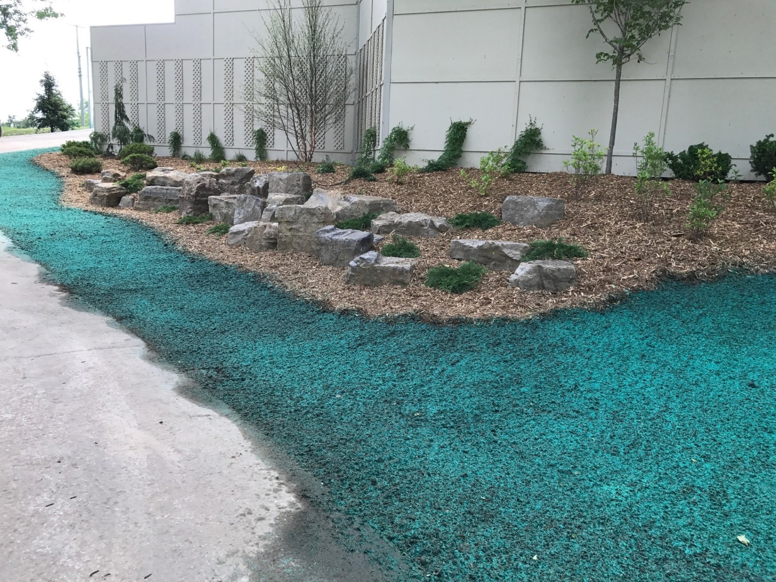 Vue du terrain après application du hydro-ensemencement – paillis vert protégeant le talus à Cantley