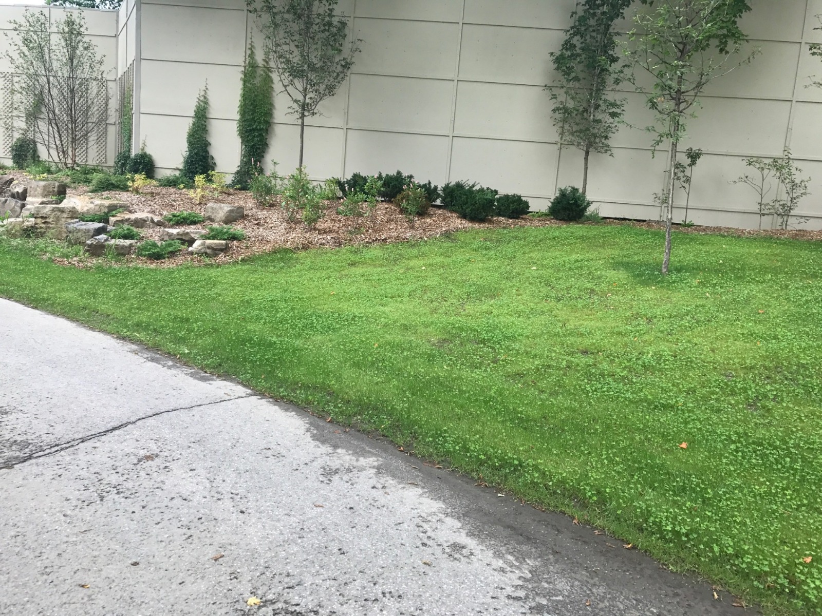 Pelouse en développement 45 jours après hydro-ensemencement – mélange campagne avec trèfle à Cantley