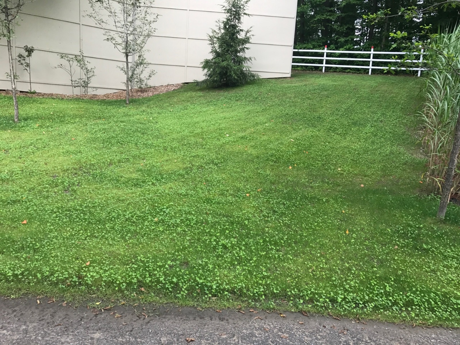 Résultat final 45 jours après ensemencement hydraulique – pelouse dense à Cantley en Outaouais