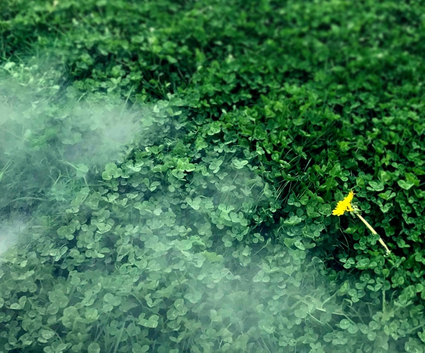 Désherbage écologique à l’eau bouillante & vapeur , Élimination naturelle de mauvaises herbes par Hortiplan Outaouais Gatineau
