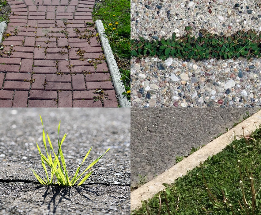 Mauvaises herbes sur pavés et asphalte – Solutions écologiques de désherbage à l’eau bouillante par Hortiplan Outaouais