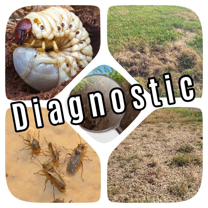 Diagnostic, identification des problèmes de gazon (vers blancs, punaises de céréales, sécheresse) par Hortiplan Outaouais