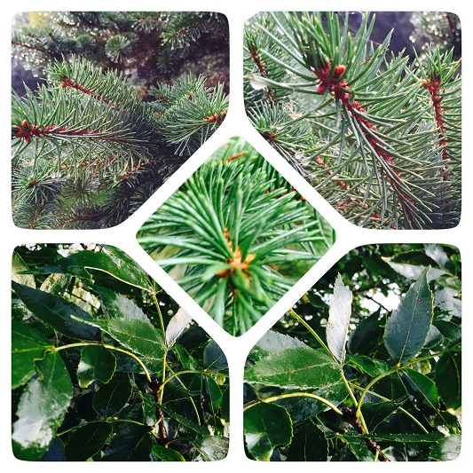 Diagnostic et soin écologique des conifères et feuillus – Solutions naturelles d’Hortiplan Outaouais pour arbres en santé.