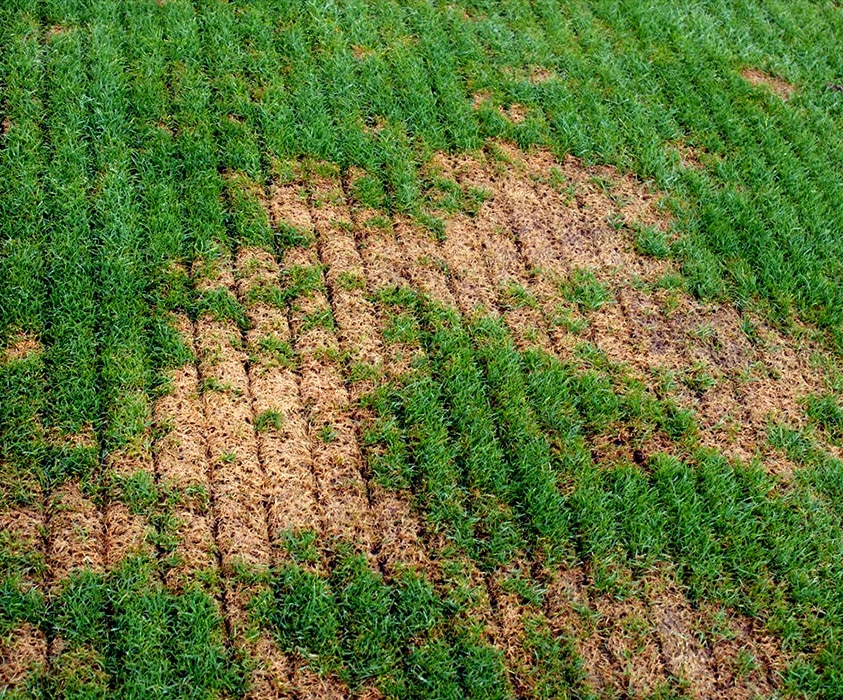 Fente ou sillon miniature dans le sol afin d’insérer les semences