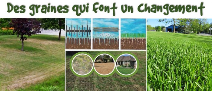 Transformation de la pelouse avec notre methode d'ensemencement par slit-seeding – Avant et après l’ensemencement par fente.