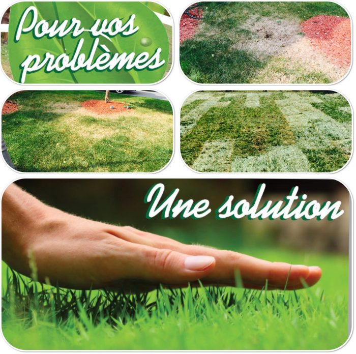 Pelouse jaunie & abîmée – Revitalisation écologique du gazon par Hortiplan Outaouais avec amendement & entretien spécialisé