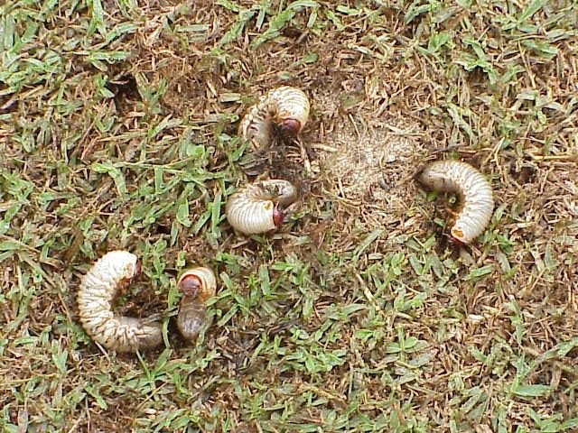 Infestation de vers blancs sur pelouse – Dommages au gazon et solutions naturelles pour un traitement écologique efficace