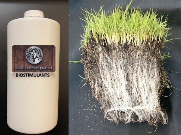 Biostimulant PROBIOZYME – Produit naturel favorisant un enracinement profond et une croissance saine du gazon et des végétaux