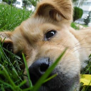 Chien allongé sur une pelouse verte | Gazon sain parfait pour les animaux grâce à une fertilisation naturelle par Hortiplan