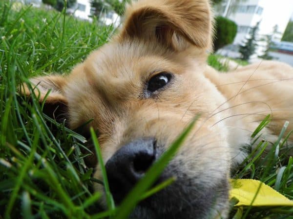 Chien allongé sur une pelouse verte | Gazon sain parfait pour les animaux grâce à une fertilisation naturelle par Hortiplan