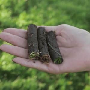 Carottes dans une main après aération du sol | Amélioration de la structure du sol pour pelouses plus saines par Hortiplan