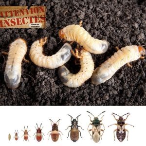 Vers blancs et insectes nuisibles du sol – Ravageurs causant des dommages aux pelouses, nécessitant un traitement biologique