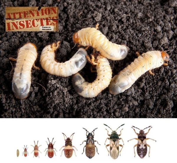 Vers blancs et insectes nuisibles du sol – Ravageurs causant des dommages aux pelouses, nécessitant un traitement biologique