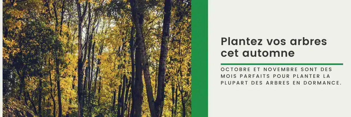 Plantez vos arbres en automne – Octobre et novembre, période idéale pour la plantation en dormance par Hortiplan Outaouais