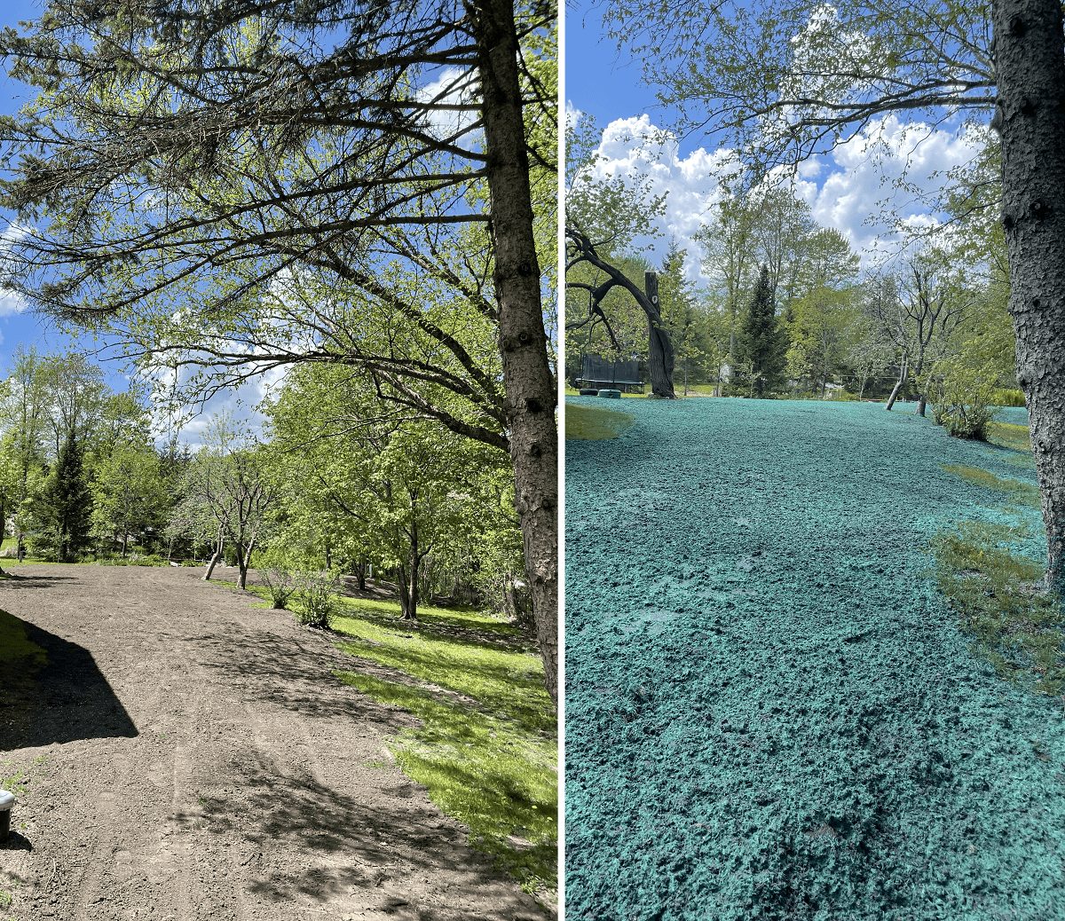 Hydro-ensemencement avant/après : transformation du terrain en pelouse dense et verte à Gatineau par Hortiplan Outaouais